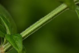 Image result for Hexasepalum sarmentosum