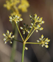 Image result for Deverra burchellii