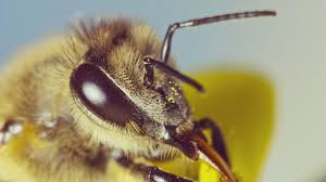 Bienen: Irdische Aliens | DIE FURCHE