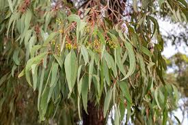 Schefflera arboricola perfect indoor tree. Can Gum Tree Leaves Be Composted Deep Green Permaculture