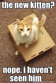 24 Cat Memes That Are Seriously Funny In 2020 Funny Cat Pictures Funny Cat Compilation Funny Cat Memes