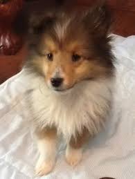 Sheltie Sunday Shetland Sheepdogs 02 10 19 Shetland Sheepdog Puppies Sheltie Puppy Puppies