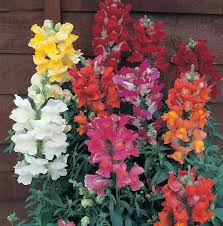 Snapdragon 3 Jpg 600 606 Snapdragon Flowers Annual Flowers Flower Care