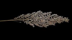 Image result for Dinebra caudata