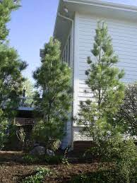 Columnar White Pine Eastern White Pine Pine Garden White Pine Tree