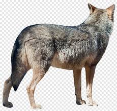 We provide millions of free to download high definition png images. Anime Chibi Wolf Silhouette White Wolf Chibi Wolf Eyes Black Wolf 1027263 Free Icon Library