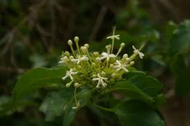 Image result for Clerodendrum toxicarium