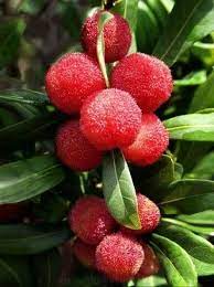 Yangme Chinese Bayberry Weird Fruit Variety Of Fruits Fruit Pattern