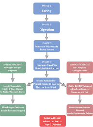 Insulin Glucose Flow Chart Www Bedowntowndaytona Com