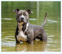 The american staffordshire terrier is an intelligent, happy, outgoing, stable 10 Questions On American Amstaff Dog Breed