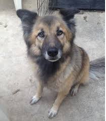 Puppyfinder.com is your source for finding an ideal german shepherd dog puppy for sale in usa. Ravishing Roxxie Super Smart German Shepherd Border Colllie Mix Dog Seeks Loving Home No Small Children San Antonio Texas