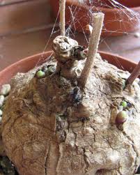 Image result for Ipomoea welwitschii