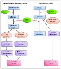 April 29, 2021chemical pathology lab tests. Schematic Representation Of The Renin Angiotensin Aldosterone System Download Scientific Diagram
