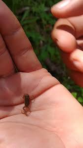 Pin On Funny Animal Videos