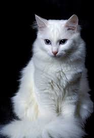 Gambar Kucing Anggora Medium Kucing Cantik Kucing Bayi Binatang