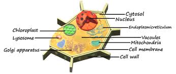 Check spelling or type a new query. Which Of The Following Are Found Exclusively In Plant Class 11 Biology Cbse
