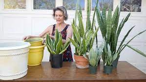 It is best not to water your a mature moon cactus plant that has been growing for many years will start to send out offsets. Repotting Snake Plants Easy Tips For Transplanting Snake Plants