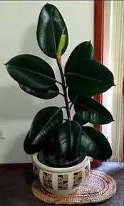 Water plants garden plants indoor plants ficus elastica house plants decor plant decor plantar mango rubber plant care avocado plant. Causes Of Rubber Plant Leaves Falling Off