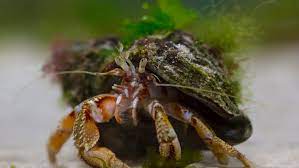 A Chemical In Plastic Is Tricking Hermit Crabs Into Thinking Trash Is Food Cbc Radio
