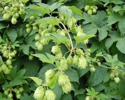 Obraz: Chmiel zwyczajny (Humulus lupulus)