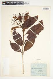 Image result for Corynanthe