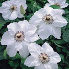 Check spelling or type a new query. Buy Clematis Miss Bateman J Parker Dutch Bulbs