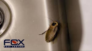Pest control in virginia beach and surrounding cities. Cockroach Control Virginia Beach Virginia Beach Cockroach Exterminator