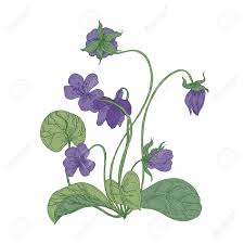 Check spelling or type a new query. Gorgeous Wood Violet Flowers Isolated On White Background Natural Drawing Of Wild Herbaceous Flowering Perennial Plant Used In Herbal Medicine Colorful Floral Realistic Vector Illustration Royalty Free Cliparts Vectors And Stock Illustration