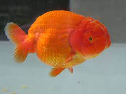 ปลาทอง สายพ นธ ร นช side view อ านขอม ล ปลาทอง ร นช ในประเทศไทย ท http www fishandcar com opera web opera tech trends