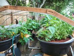 Aquaponics Farm In Dubai Aquaponic