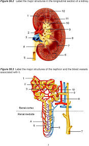 They help make sure the body has enough red blood cells by making a hormone called erythropoietin. Structure Of The Kidney Laboratory Exercise 56 Pdf Free Download