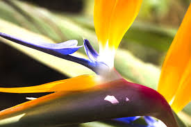 This paradise bird flower is the name given by people to strelitzia because of its resemblence to some species of birds of paradise, a group of a family of as the flower plant gets bigger, owner of the plant needs to replace the pot to a bigger one. Bird Of Paradise Flower Meaning Flower Meaning