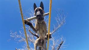 This dog is demanding and needs an experienced owner. This Dog Can Do Anything Amazing Belgian Malinois Youtube