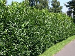Viele gestaltungsideen im garten erfordern eine jahrelange geduld, um überhaupt den erfolg oder misserfolg bestimmter pflanzaktionen und maßnahmen abschätzen zu können. Schnellwachsende Hecken Fur Individuelle Gartengestaltung Pflegetipps Kirschlorbeer Heckeimmergrun Kirschlorbeerk Privacy Plants Plants Planting Arborvitae