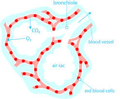 How Does Oxygen Get In The Blood British Lung Foundation