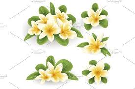White And Yellow Plumeria Flower Plumeria Flowers Wedding Vector Art Plumeria