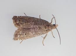 Image result for Cydia microgrammana