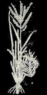 Image result for Acrachne