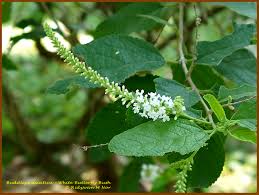 Image result for Buddleja asiatica