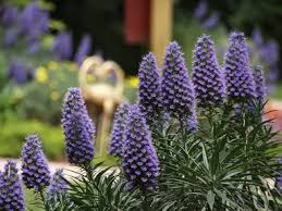 Image result for Exochaenium exiguum