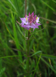 Image result for Polygala macrostigma