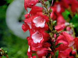 Image result for Penstemon hartwegii