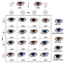 Webquest Detective Punnett Square Connecting Families By