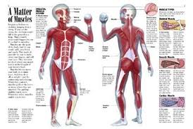 The human body is made up of multiple interacting systems. Break A Leg The How And Why Of Idioms For Kids Kids Discover Human Body Systems Muscle Anatomy Muscular System For Kids