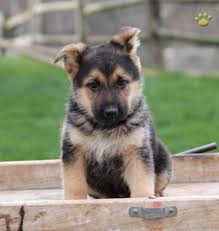 The german shepherd is a very popular dog breed of german origins. Pin On German Shepherd Puppies