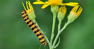 Black And Red Striped Fuzzy Caterpillar Caterpillar Of A Cinnabar Moth What A Beautiful Yellow And Black Striped Caterpillar Moth Caterpillar Plants