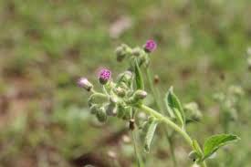 Image result for Blumea axillaris