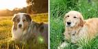 5 Must-Know Facts about the Lovable Australian Retriever ...
