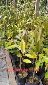 Cara menanam durian montong agar cepat berbuah. Anak Pokok Durian Duri Hitam 0 5 1 Kaki Garden Items For Sale In Telok Panglima Garang Selangor Mudah My
