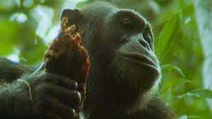 Chimps Hunt And Eat A Monkey Trials Of Life Bbc Earth Youtube Chimp Animal Behavior African Wildlife